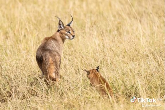 Antelope in savannah grass